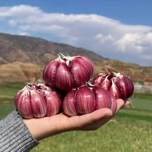 aglio - piantare l'aglio verdi da giardino varietà di tradizionali selvatiche semi di biologici, all'inverno 200semi