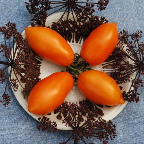 Plant World Seeds - Tomato Orange Banana Seeds (Tomato Seeds)