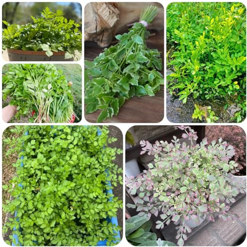 semi di crescione esotiche da balcone rialzate crescione aromatiche, invernali semi di per balcone medicinali sostenibili invernali, 300semi