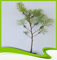 Pinus Pinea (Regenschirm-Kiefern), Pflanze