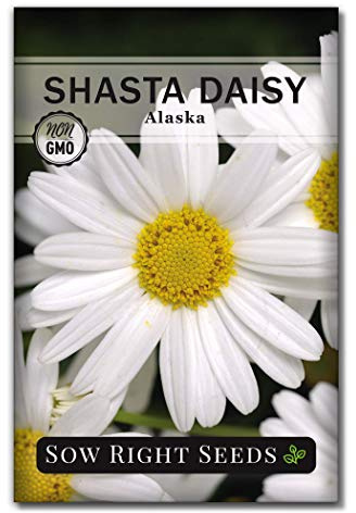 Sow Right Seeds - Shasta Daisy Seeds for Planting - Perennial Shasta Alaska Daisies - Non-GMO Heirloom Variety - Ideal for Outdoor Gardens - Easy to Grow - Drought Tolerant - Attracts Pollinators (1)