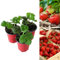 Carbeth Plants - Strawberry Cambridge Favourite Fruit Plants - Hardy Garden Bushes in 9cm Pots - Grow Your Own (3)