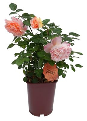 Vannucci Piante - Rosa vera a cespuglio in vaso. Pianta da balcone con bellissime colorazioni! (Rosa chiaro)