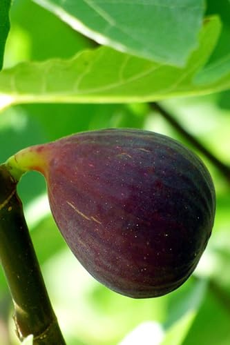 eGarden.store - Pianta vera di Fico o Fioreone o Ficus Carica diverse varietà 2 anni - Albero da frutta commestibile da coltivare in giardino o in vaso (San Mango)