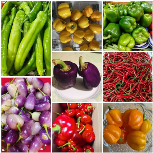 semillas de chile jalapeño, variedades antiguas de chile de viejas, interior exóticas 30pcs