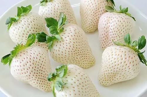 FRAISE BLANCHE JAPONAISE, 50 GRAINES graines fraîches