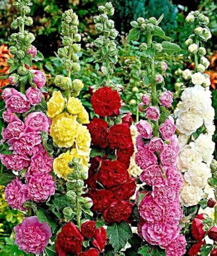 Stockrose Samen, Bauernrose Summer Carnival, Hollyhock, Bauerngartenpflanze (100 Samen)