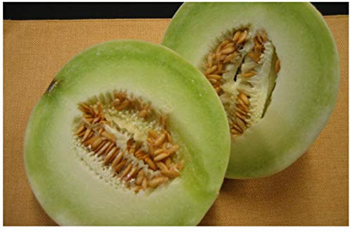 PREMIER SEEDS DIRECT - Melon - Honeydew - 80 Finest Seeds