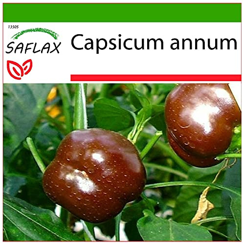 SAFLAX - Paprika - Söt Choklad X - 10 Frön - Med pottsubstrat för bättre odling - Capsicum annum