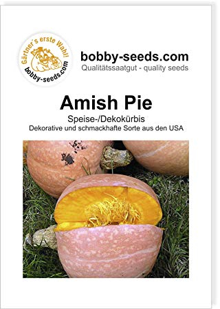 Amish Pie Kürbissamen von Bobby-Seeds, Portion