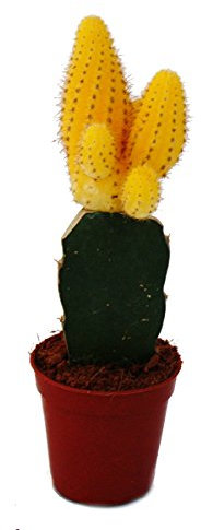 Exotenherz - Chamaecereus silvestrii - Bananenkaktus - gelb - 5,5cm Topf