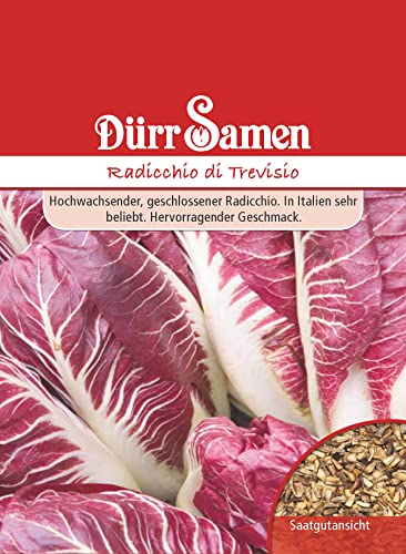 Dürr-Samen - Radicchio di Treviso Saatgut