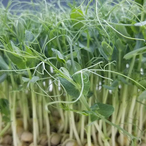 PISELLO SEMI PER MICROGREENS NR.1 BUSTA