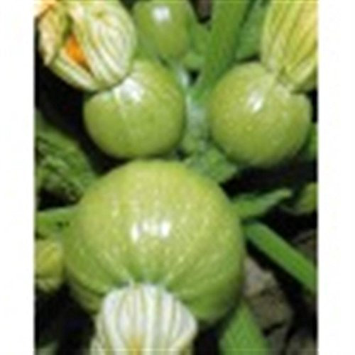 French Heirloom Heritage Round Pale Green COURGETTE Early Ronde DE Nice Summer Squash 10 Organic Seeds Certified French Organic Grower