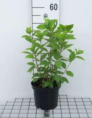 Hydrangea pan. 'Limelight'® - Hydrangea Paniculata 40-50 cm en pot