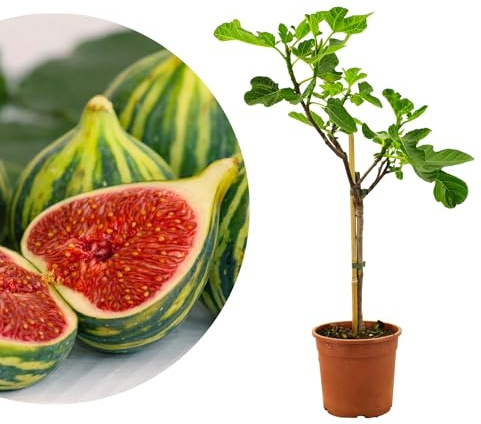 Meine Orangerie Feigenbaum Panaché - Ficus carica Variegata - panachierte Feige mit grün-gelb gestreiften Früchten - winterharter Feigenbaum in Gärtnerqualität - ideal für Kübel, Balkon & Garten
