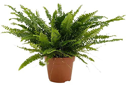 DECOALIVE Planta Verde Natural Helecho Exaltata Planta para Exterior e Interior, 8436606537978