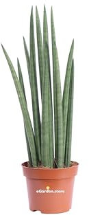 Pianta di Sansevieria Cylindrica pianta da interno pianta esotica pianta vera di Sansevieria pianta succulenta pianta ornamentale pianta grassa venduta da eGarden.store