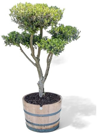 Tropictrees Albero di ulivo pon in mezzo barile di legno, decorativo, 200 cm, resistente all'inverno olea europaea