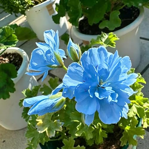 geranio semi di esotiche semi giardino di ornamentali giardino resistenti al 200pcs