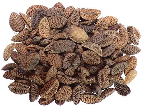 Phacélie Non traitée Phacélie - Phacelia Tanacetifoli (Engrais Vert) SEM06