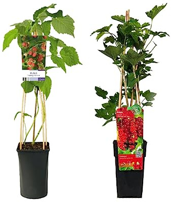 Planta de la Frambuesa y Planta de la Grosella Naturasles Frutales de Cultivo Exterior