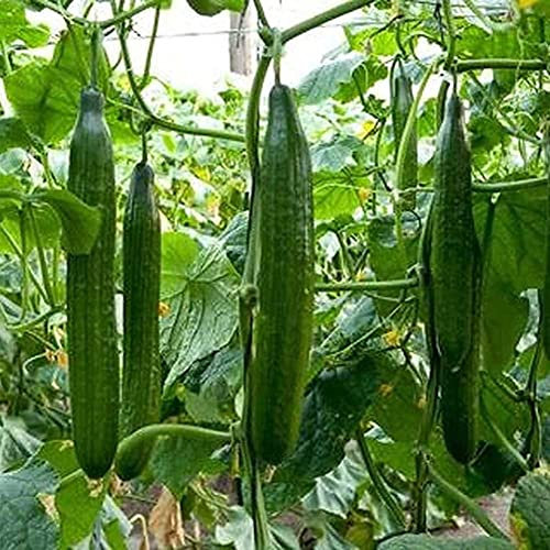 lamphle 50 Pz Semi di Cetriolo Lungo Decapaggio Nutriente Verdura Frutta Giardino Pianta Fiore Albero da Frutto Semi di Ortaggi Semi di Cetriolo
