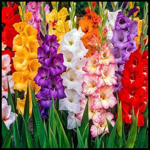 Mehrjährige Blumenzwiebel ist winterhart, Winterhart zwiebeln, Winterhart pflanzen, Blumenzwiebel Mix, Mysteriöse magische Glühbirne-3 Gladiolen zwiebeln
