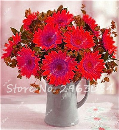 20 PC-heißen Verkauf verbringen Sonnenblumensamen Bio Helianthus annuus Samen essbaren Samen für Gartenzierblumen Mini Bonsai 11