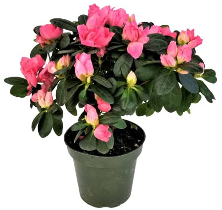 Planta Viva con Flor Azalea Planta Natural con Flores Mix Color