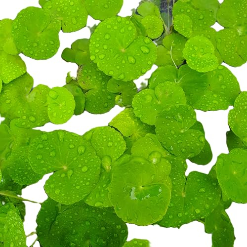 WASSERPFLANZEN WOLFF - ein Bund schöner Brasilianischer Wassernabel/Hydrocotyle leucocephala mit dekorativen Rankenzügen und Wasserwurzeln