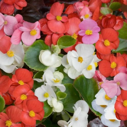 BIGONIA Mix Flower – Rare Mixed-Color Heirloom Non-GMO Begonia Seeds – Easy to Plant Annual Blooms for Garden & Pots – Shade-Loving – 10x Seeds