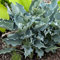 Hosta Waterslide - Plantain Lily | Versatile Outdoor Garden Ready Perennial Plants | 10-20cm Potted