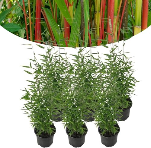 Happy Plants Bambou Fargesia Résistant Hiver 40 cm x 14 cm 6 Pièces