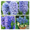 Hyacinth Delft Blue x 10 Bulbs Size 15/16 Fragrant Blue Spring Flowers. Easy to Grow.