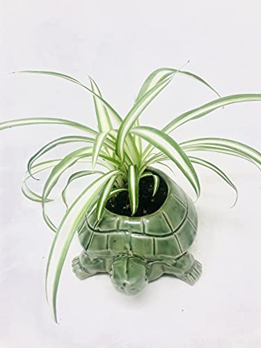 Ocean Spider Plant in Green Turtle Plant Vase - Cleans The Air/Easy to Grow by Jmbamboo