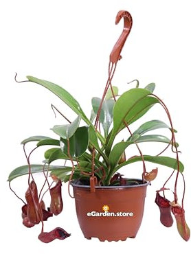 Pianta Carnivora Pianta Carnivora Mangia Insetti pianta da interno pianta ornamentale Carnivora Pianta Carnivora vera venduta da eGarden.store (Nepenthes X Ventrata)
