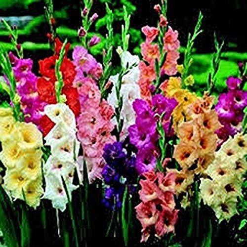 10 piezas de bulbo de gladiolo pastel mezclado perenne bulbos de gladiolo flores alta tasa de supervivencia paisaje pastoral interior al aire libre listo para plantar