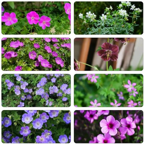 semillas de geranio - semillas de flores cortadas siembra inusual plantas exóticas cobertura del suelo bonsái flores silvestres pasto plantas interior perennes decoración 400pcs