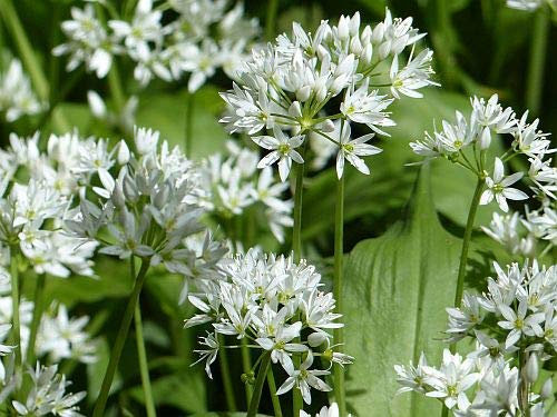 Allium ursinum - Ail des ours - 10 graines