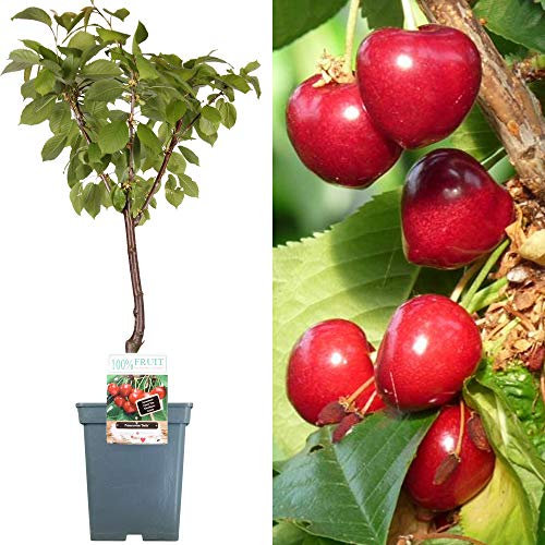 Patio Fruit Tree Collection | Various Premium Grade Fruits | Ideal for Small Gardens & Borders | Apple, Cherry, Plum, Nectarine, Peach & Pear Trees | 2-3ft ('Stella' Cherry Tree)