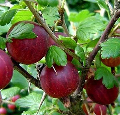 1 PIANTA DI UVA SPINA ROKULA ROSSA