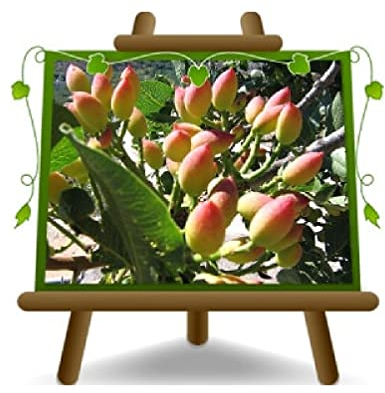 EURO PLANTS VIVAI Pistacchio (Pistacia Vera) Femmina Napoletana Alberi da Frutto Altezza 150-160 cm Vaso 26 cm