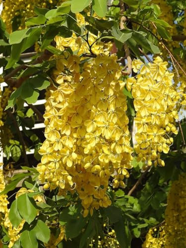 15 Semi di Albero della Pioggia Dorata (Cassia Fistula)