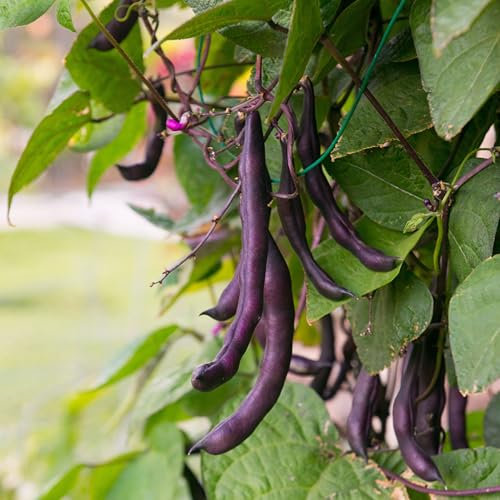 PREMIER SEEDS DIRECT - Dwarf French Bean - Purple Queen - 200 Italian Seeds