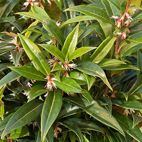 Sarcococca hookeriana 'Winter Gem' Evergreen Hardy Garden Shrub Plant in Pot (9cm Pot, 20-30cm)