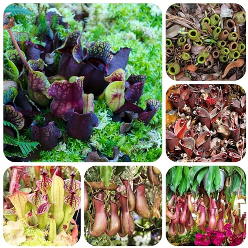 semi di nepenthes - appartamento giardino carnivora decorazione 85pcs
