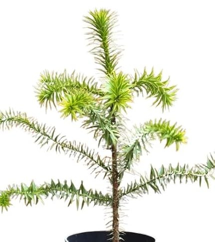 Abeto chileno Andentanne Araucaria – Araucana 40-50 cm resistente al invierno