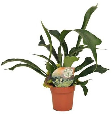 Geweihfarn - Platycerium Bifurcatum - Zimmerpflanze - Ø12cm - 35cm