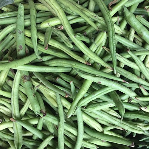 Stringless Green Pod Bush Bean Seed (Burpee) - 1 Lb - Non-GMO, Heirloom Green Snap Bean Seeds - Vegetable Garden Seeds